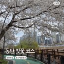 노작공원(오산천변) | 동탄 벚꽃 코스 노작공원부터 센트럴파크까지 아이랑 산책 주차 꿀팁