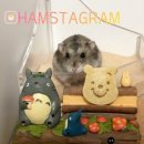 햄스터 용품 준비하기_<b>햄스타</b>그램