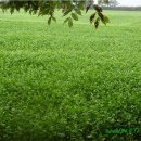 메밀꽃회관 이미지