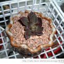 용소천