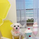 딸기애견미용실 이미지