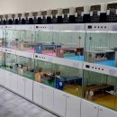 심쿵냥 고양이분양 이미지