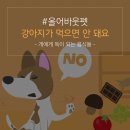 어바웃독 이미지