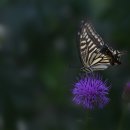 나비야 청산가자 이미지