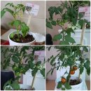 하연이네 이미지