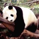 판다 이미지