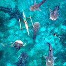 모들스파 민박 | 필리핀 세부 모알보알 호핑투어[트리쉐이드](패스트트랙 오모팩) 오슬롭 모알보알 무료공항픽업 삼겹살파티