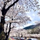 달성군노인복지관 | [대구] 벚꽃 용연사 벚꽃길 실시간 개화📍주차·포토존·강아지 산책가능(+송해공원)