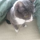 다우동물병원 이미지