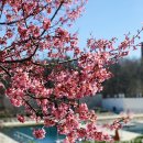 Blossom for you 이미지