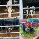 NR-3[평화로]-하-799 | 7월의 2박3일 제주여행ㅎ