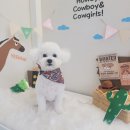 서현애견미용실 이미지