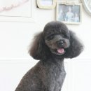 바비펫샵 이미지