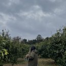 귤내음신서귀포점 | 제주 다녀와써예