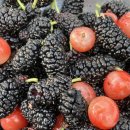 단이농장 이미지