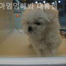 야옹아 멍멍해봐 대흥점 이미지