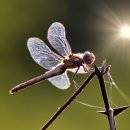 원 동물병원 이미지