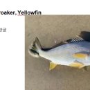 032 노란민어 Croaker, Yellowfin 이미지