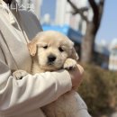 제니스펫 이미지