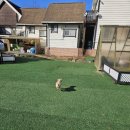 가평댕댕이애견펜션그린 이미지