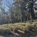 다솔사길 | 사천 다솔사 근처 메기매운탕 맛집 내돈내산 후기