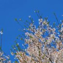 로뎅853-1 이미지