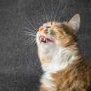 25시동물병원 이미지