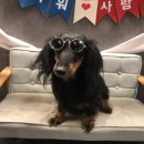 애견호텔1번가 이미지