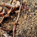 요동농장 | 오미자 심는 시기와 보식하는방법 3,000평 오미자농장 묘목 1,000주 식재 후기