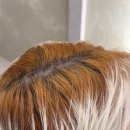 주황 | 뿌탈&amp;뿌리탈색 주황검정 복구 후기 /다올헤어 마곡 발산점 with린 디자이너님