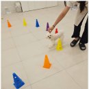 부산애견호텔 강아지유치원 애견미용 맘바이 수영구점 이미지