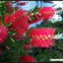 노을과포도향기 이미지