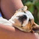 알파동물병원 이미지