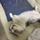 서울햇빛동물병원 이미지