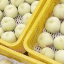 한스타마켓 티스토리
