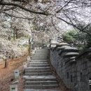 경기도 벚꽃 명소 가볼만한곳(수원 벚꽃축제) 이미지