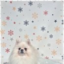 퍼피살롱 이미지