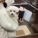 그루밍 하와이 | 5개월 강아지 배냇미용 (비용,소요시간,후기,상도 그루밍하와이 내돈내산)