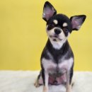 영블리 펫살롱 이미지