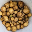 칡캐는오미자농부 | 우리들 자연학교 7월 2주차 일요일 주말 숲학교 밤토리샘반 수업 후기