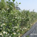 장성농장 이미지