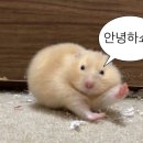 멍타쿠 이미지