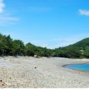 완도 미라리 상록수림 이미지