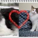 프롬시아 캐터리 이미지