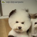 코코미용 네이버블로그