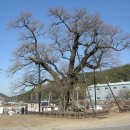 함안 영동리 회화나무 이미지