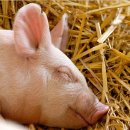 돼지 사육 농장의 지옥같은 돼지의 일생 : 출생에서 도살까지 이미지