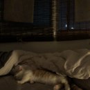I-pet 동물병원 이미지