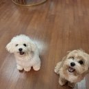 루이네하우스