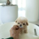 퍼피퍼피 이미지